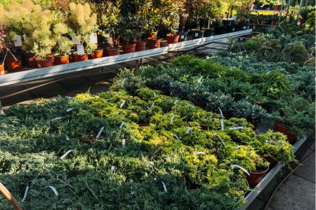 Financiamiento de Capital Operativo – Viveros Forestales e Insumos